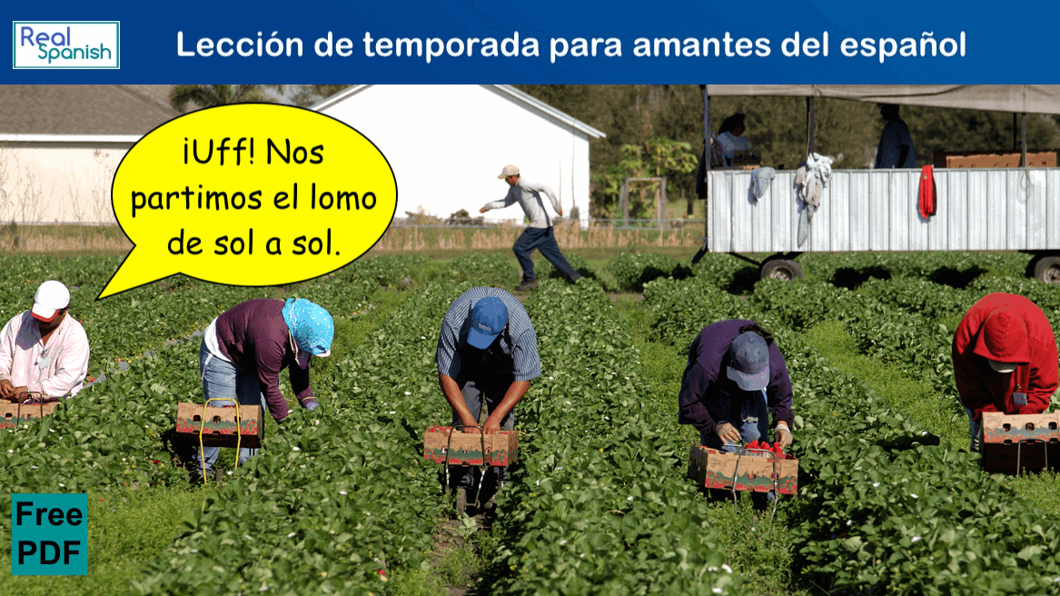 agricultural workers picking strawberries
